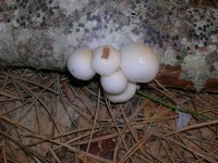 /album/ingressolibero/dscn9577-jpg1/