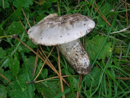 elenco funghi