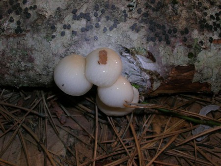 funghi lignicoli
