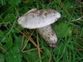 elenco funghi