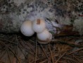 funghi lignicoli