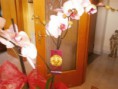 /album/fiori1/p3033294-jpg1/