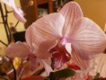 /album/fiori1/p3033297-jpg1/
