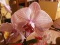 /album/fiori1/p3033298-jpg1/