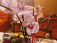 /album/fiori1/p3033299-jpg2/